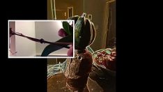 播放 Befooly wompus quaf 视觉感觉色情性医学.mov