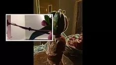 播放 Befooly wompus quaf 视觉感觉色情性医学.mov